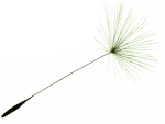 pusteblume_klein02